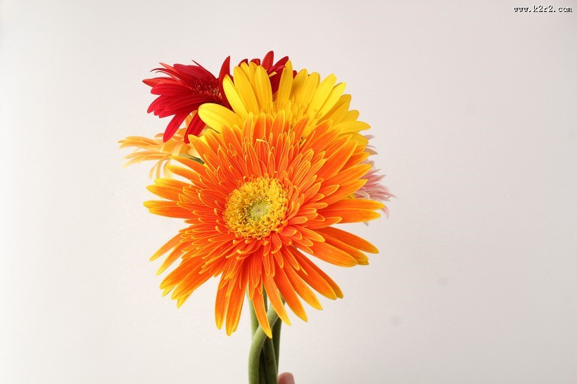 各种颜色的非洲菊图片大全