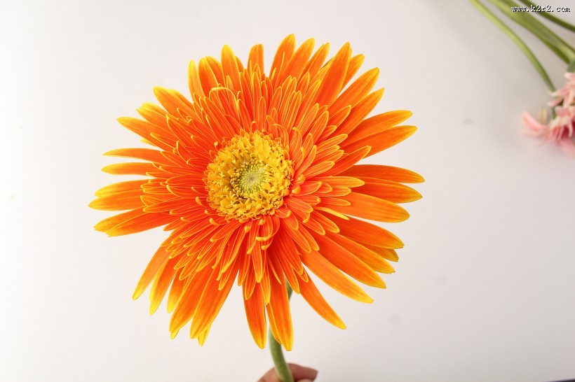 各种颜色的非洲菊图片大全