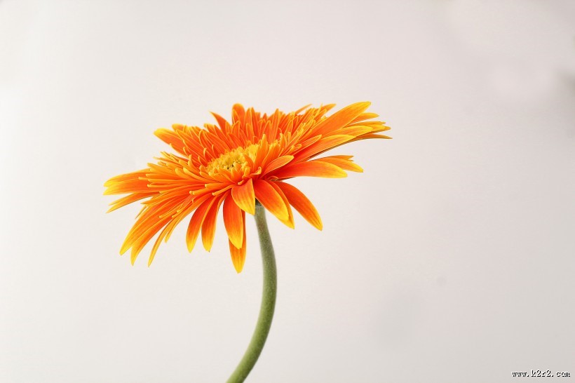 各种颜色的非洲菊图片大全