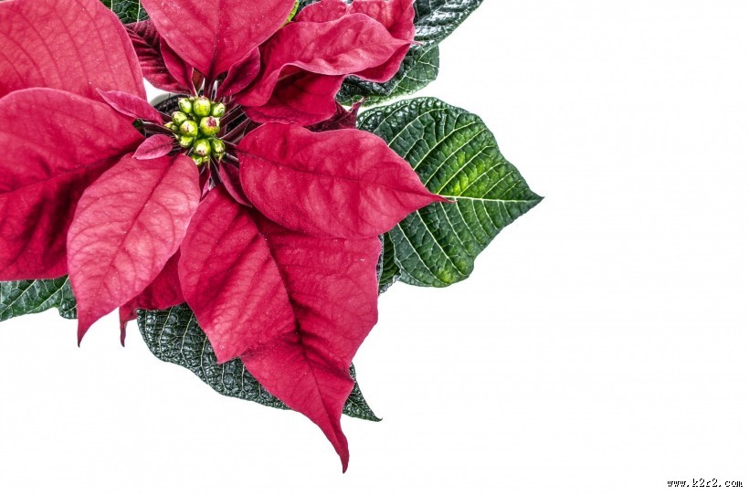 娇艳好看的一品红图片