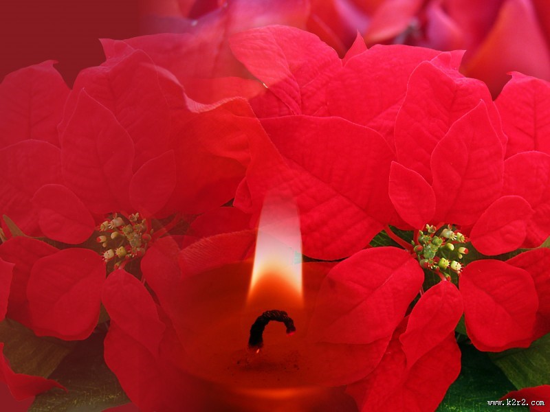 娇艳好看的一品红图片