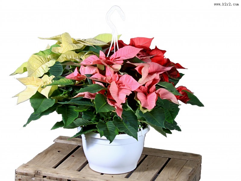 娇艳好看的一品红图片