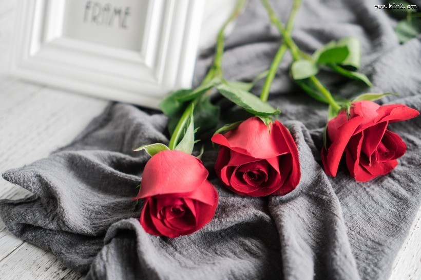 浪漫娇艳的红色玫瑰图片