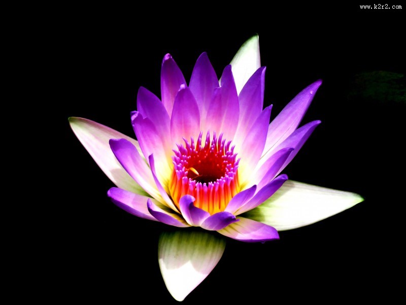 高洁的莲花图片