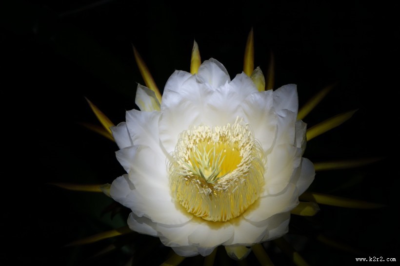 神秘华丽的昙花图片