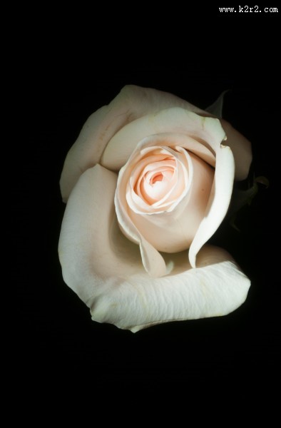 淡雅的玫瑰花图片