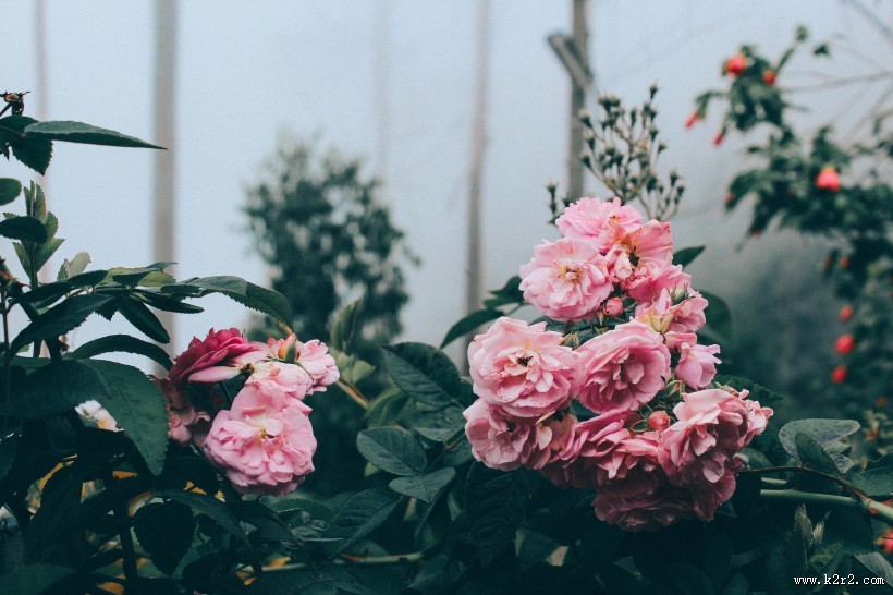 淡雅的玫瑰花图片