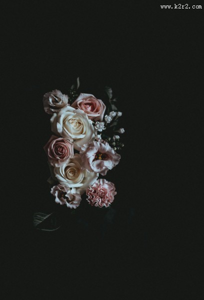 淡雅的玫瑰花图片