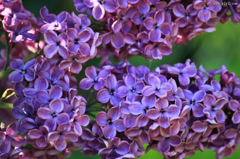 盛开的紫色丁香花图片大全
