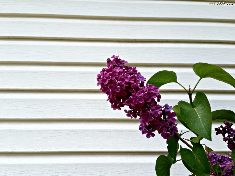 盛开的紫色丁香花图片大全