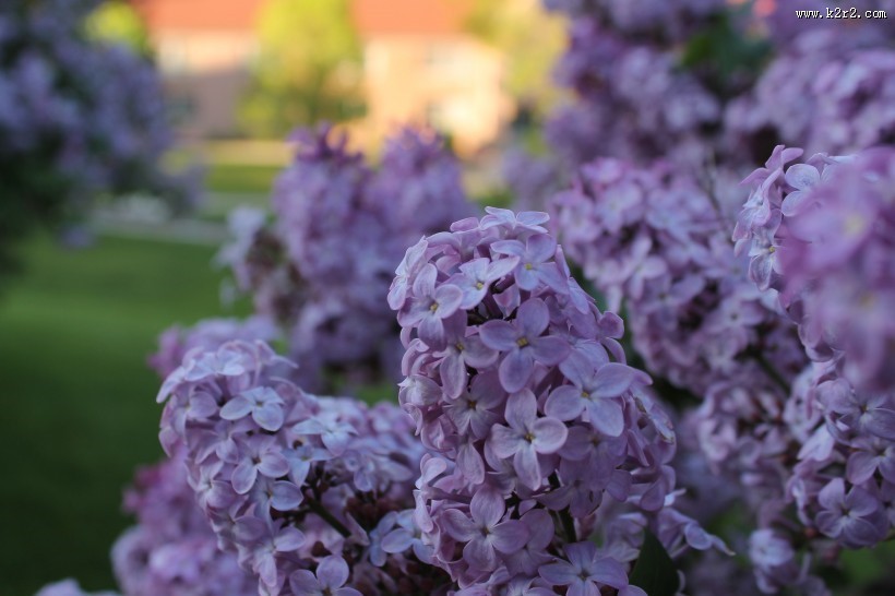 盛开的紫色丁香花图片大全