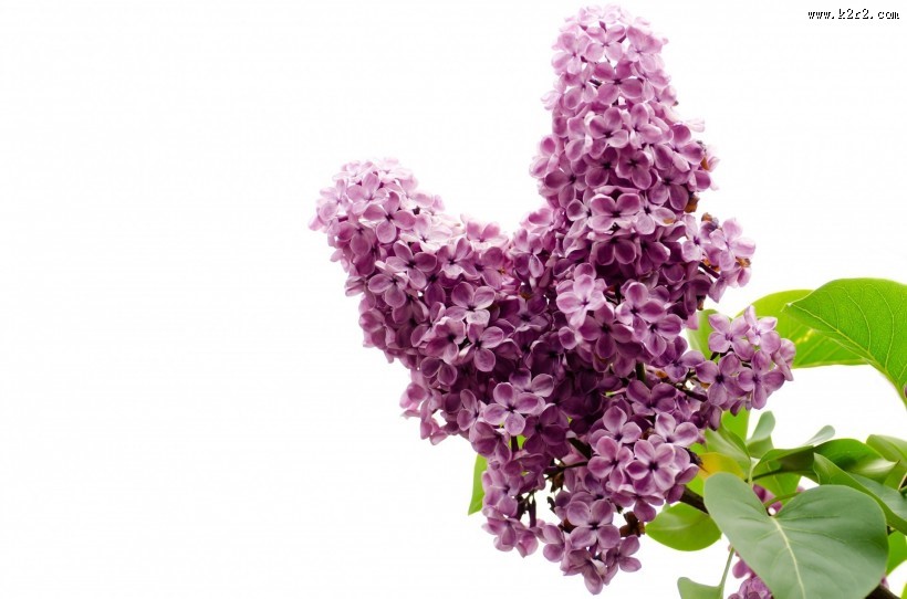 盛开的紫色丁香花图片大全