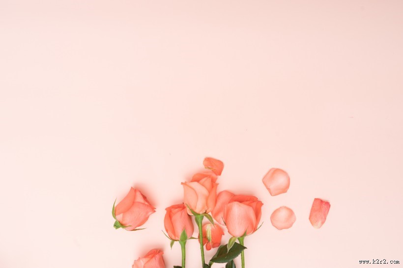 粉色玫瑰花和花瓣图片