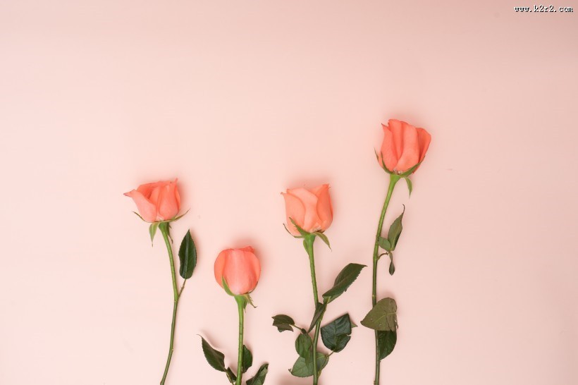 粉色玫瑰花和花瓣图片