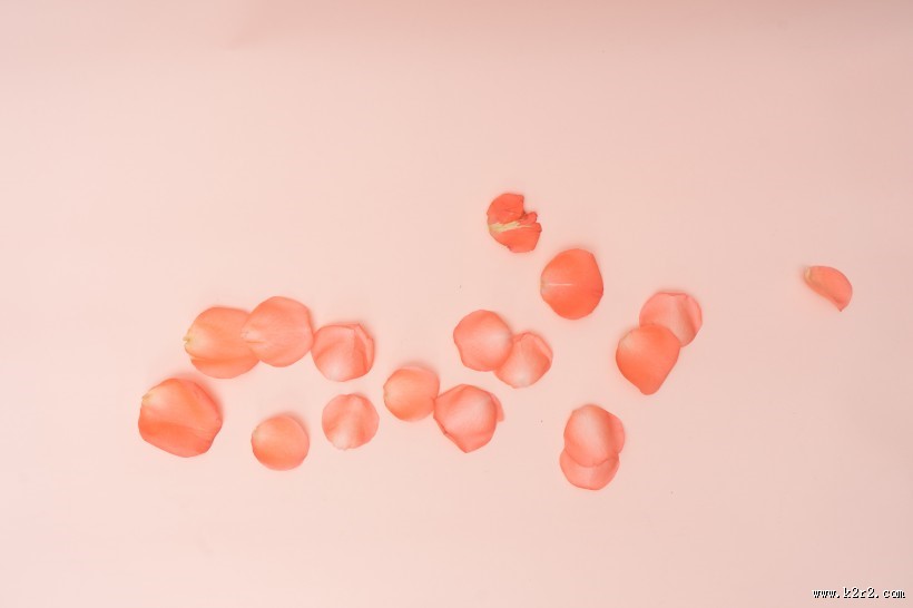 粉色玫瑰花和花瓣图片