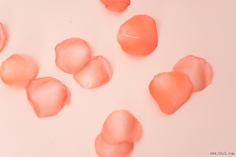 粉色玫瑰花和花瓣图片