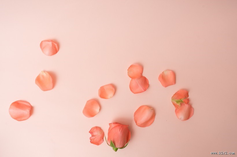 粉色玫瑰花和花瓣图片