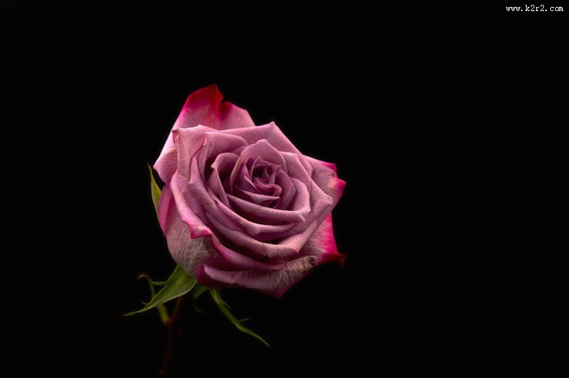 娇嫩的粉玫瑰图片