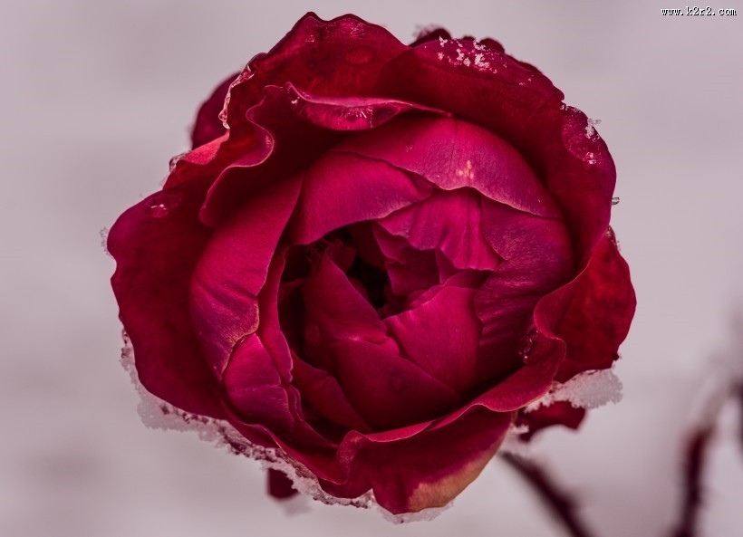 一朵娇艳的红玫瑰图片