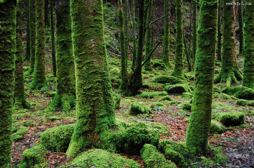高大雄伟的树木图片