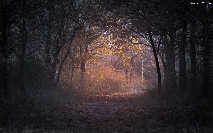 高大雄伟的树木图片