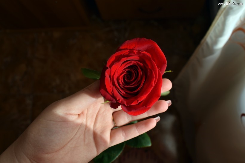 红色的玫瑰图片