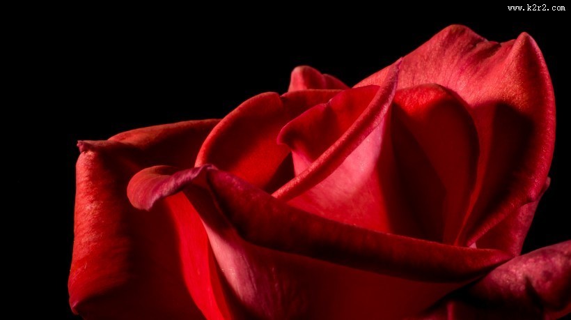 红色的玫瑰图片