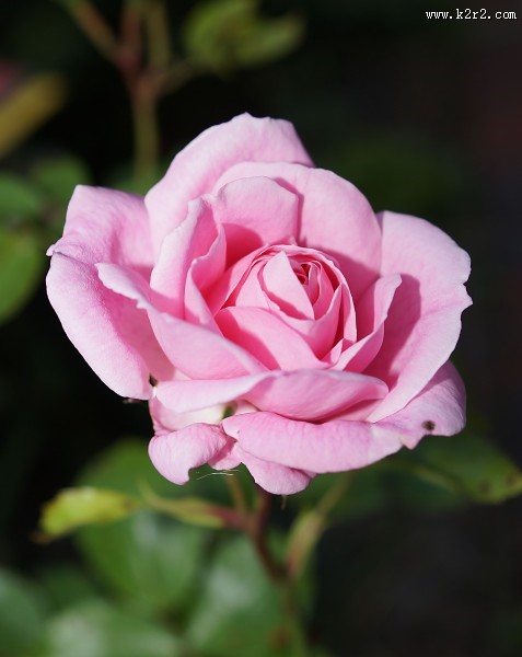 粉色的玫瑰图片大全