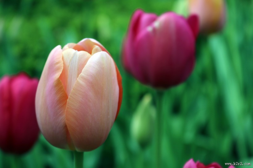 色彩斑斓的郁金香花丛图片