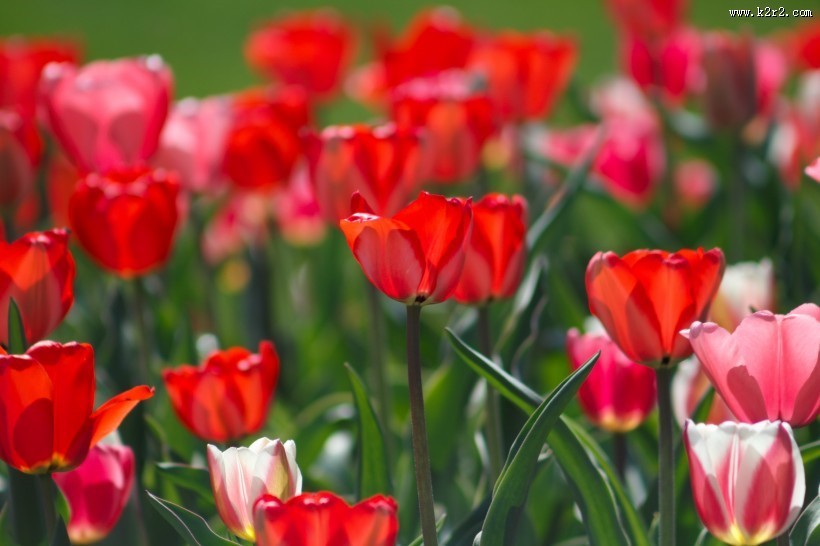 色彩斑斓的郁金香花丛图片