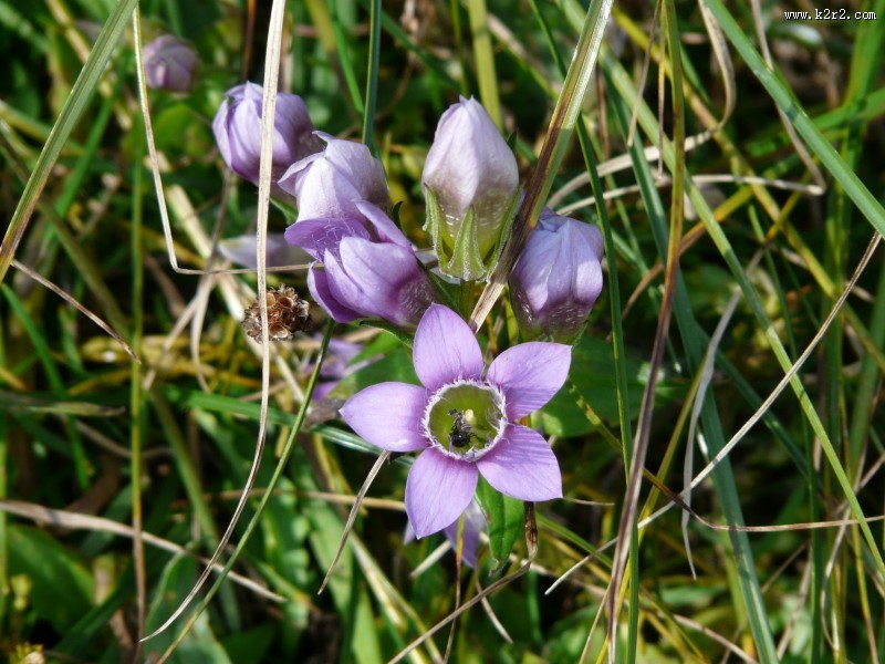 盛开的蓝紫色龙胆花图片
