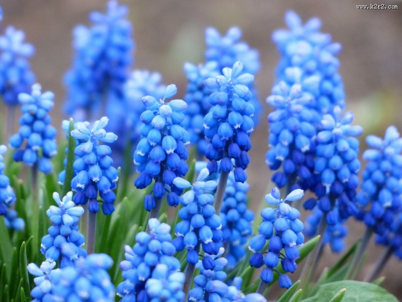 漂亮的紫色葡萄风信子图片大全