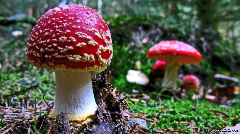 蘑菇菌菇图片