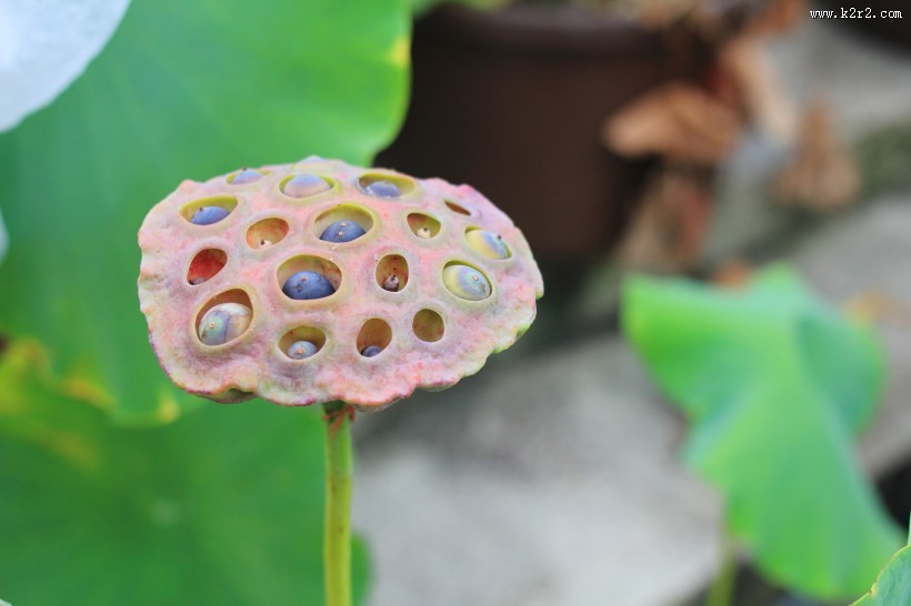 翠绿的荷花莲蓬图片