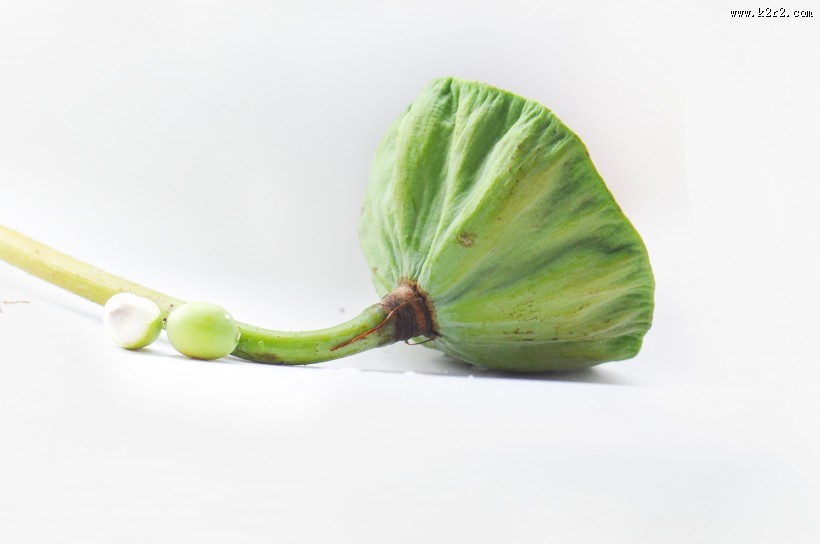 翠绿的荷花莲蓬图片