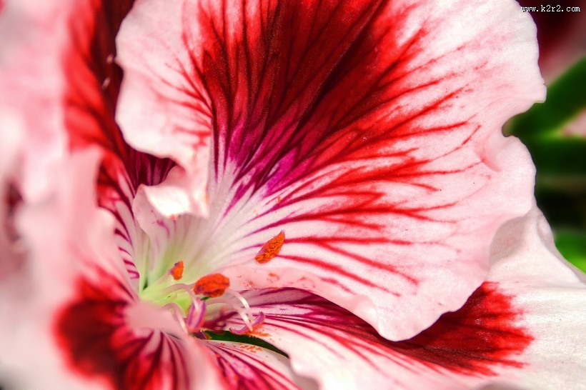 各种颜色的天竺葵图片大全