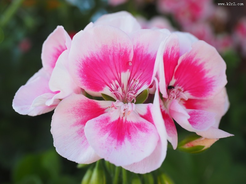 各种颜色的天竺葵图片大全