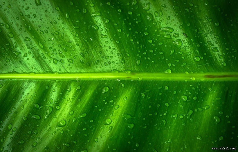 护眼的绿色植物图片大全