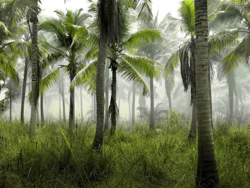 挺拔高大的椰树图片