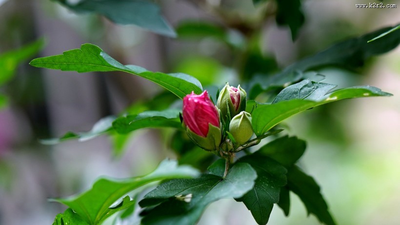 木槿花图片大全