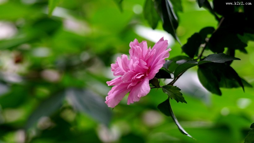 木槿花图片大全