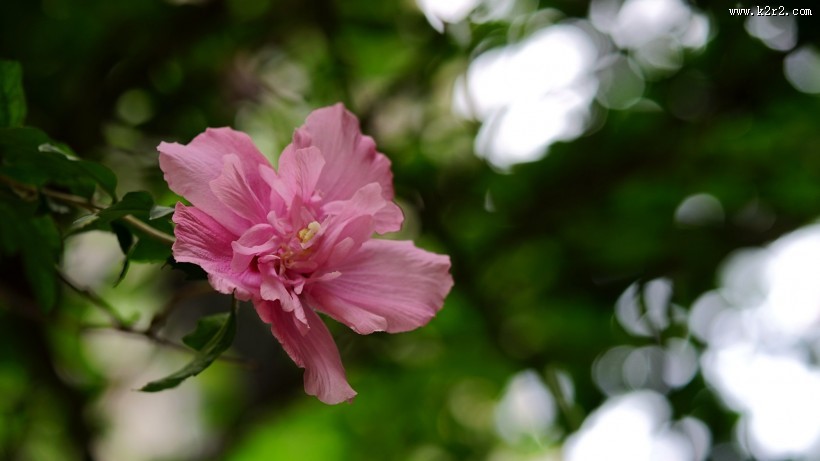 木槿花图片大全