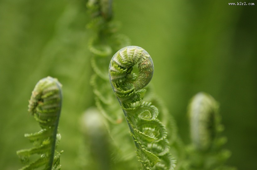 绿色的蕨菜图片