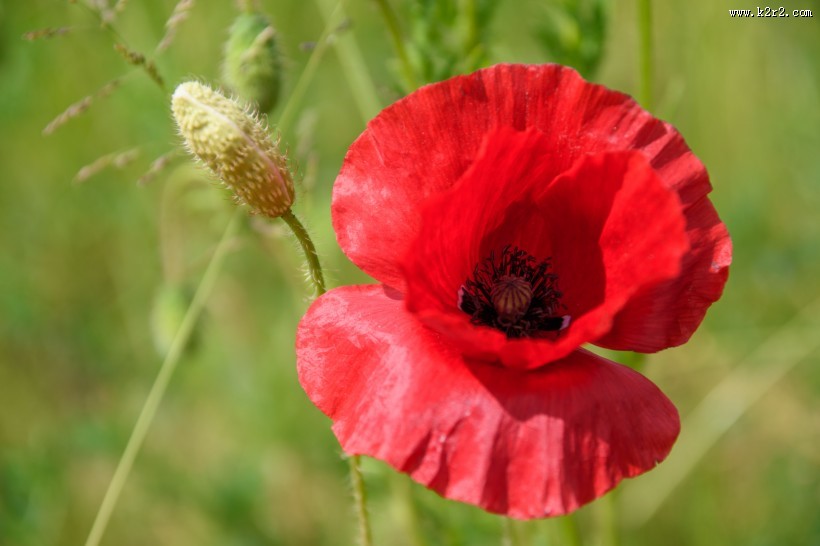 罂粟花高清图片