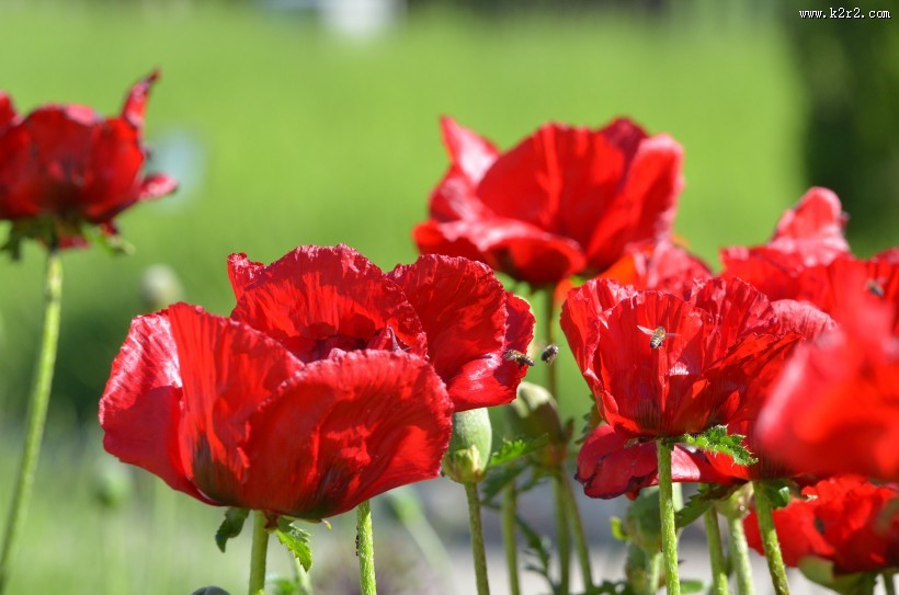 罂粟花高清图片