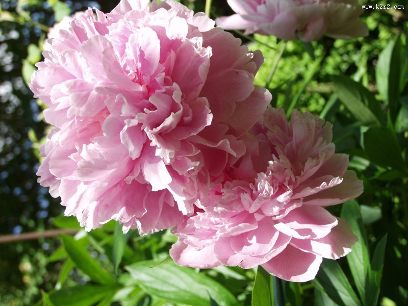 芍药花高清图片