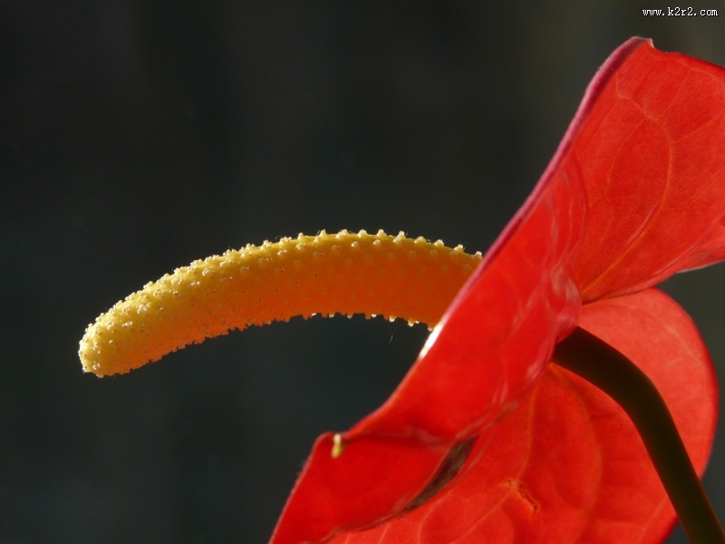 娇艳的红掌图片大全