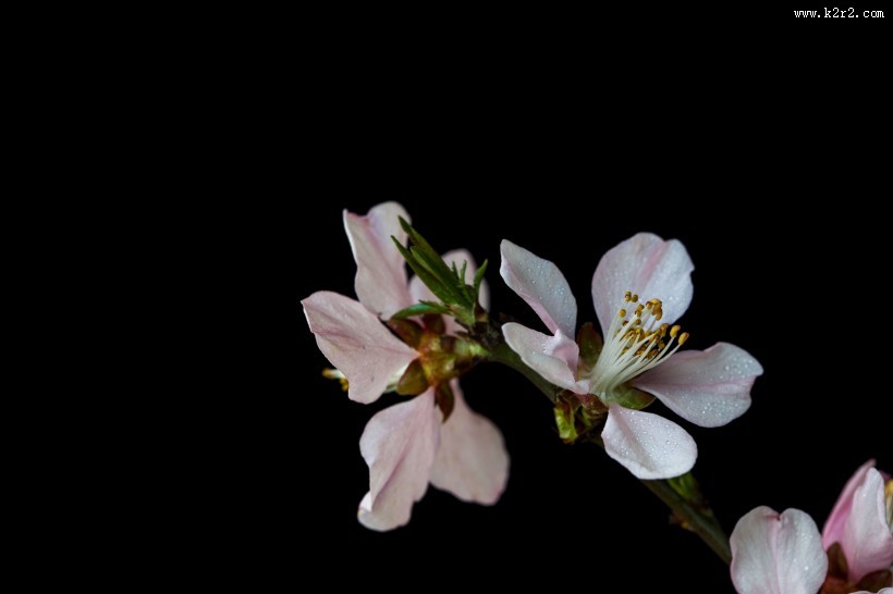 微距桃花图片