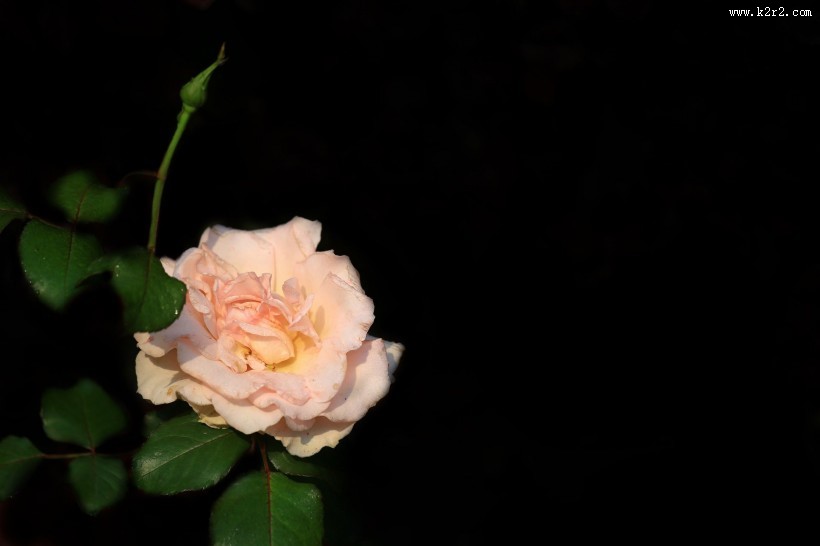 月季花图片大全