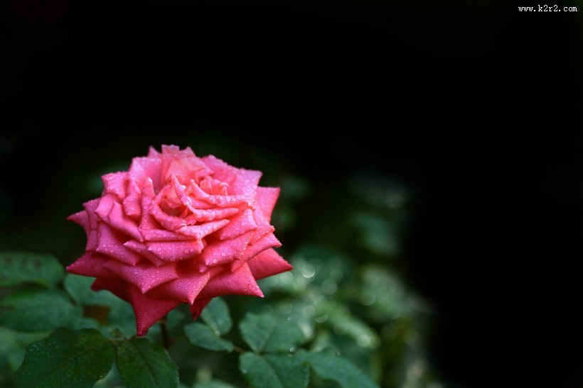 月季花图片大全